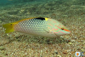 Checkerboard Wrasse Care: Expert Advice To Avoid Common Mistakes