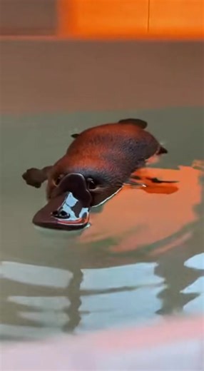 #Platypus #foruyou #yfp #cute