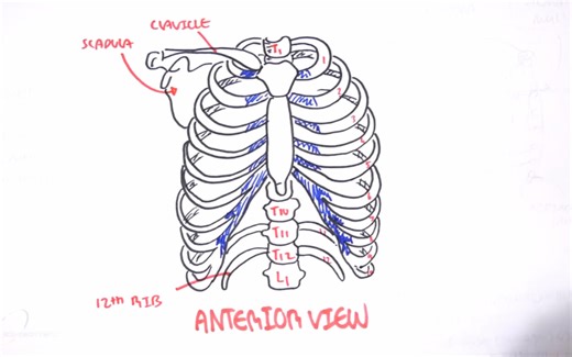 【双语】胸腔解剖和气胸的机制@阿尔法小分队科教组