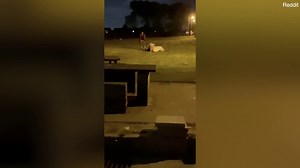 Bride involved in mass brawl as wedding descends into chaos