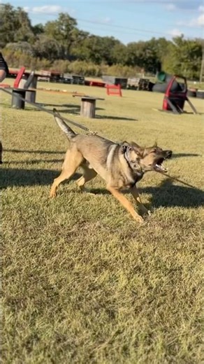 9-Month Old German Shepherd Bite Work Progress