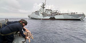 Navy releases six rare turtles that washed up on UK shores into natural habitat