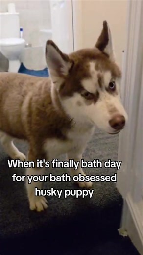 Bath Time Joy for a Happy Husky Puppy