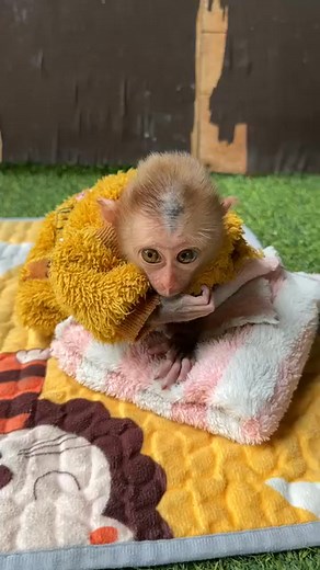 1.6K views · 28 reactions | ( #topvideoreel #tiktok #reelmonkey #poormon #animal #fypviralシ #pet #monkey #cute #littlebabymonkey #smartmonkey #videoreel #viralvideo #facebookviral #reel #babymonkey #amazingvideoreel #cutemonkey #fy | Irena R23 | Facebook