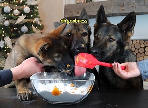 German Shepherds Help Bake Cookies 🐶🍪 - Jade, Jasper & Jet help make some German Shepherd shaped dog treatos!! Let us know if you try their secret recipe (full recipe in comments section)! #dogcookies #baking #germanshepherd #dogs | Jade the Sable GSD