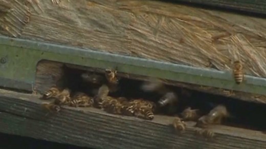 87K views · 919 reactions | Behold the world's first smart bee hive. | Vocativ | Facebook