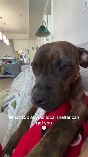 Best Value Pet Adoption for $50 at Local Shelters