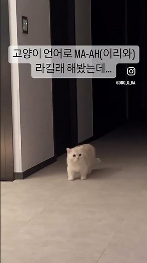 고양이 언어 이게맞나요…?