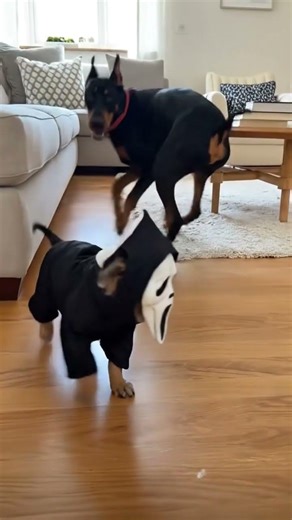 Afraid? Wait for the Reaction! 😱🐶 Dog vs. Scary Mask! #shorts