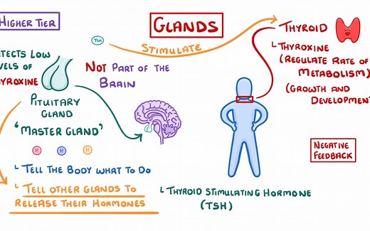 GCSE Biology - Endocrine System & Hormones #40