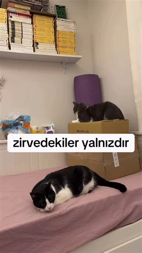 Pasaportta Kedi Tüyü Var on Instagram: "Zirvedekiler Yalnız Değil, Patilidir! 🐾 "Zirvedekiler yalnızdır" derler ama bizim evin zirvelerinde (genelde dolapların veya koltuk tepelerinin en üstünde) durum hiç de öyle değil! Evin gerçek sahipleri, hayatımızın neşesi Kral ve Selly ile tanışın. 👇 Kral: Evin Vakur Beyefendisi 🩶 2018 doğumlu, gri tüylerinin asaletiyle tam bir karizma abidesi. O bizim tecrübeli delikanlımız. Sakinliğiyle, o ağırbaşlı duruşuyla evin huzur elçisi resmen. Yılların verdiğ