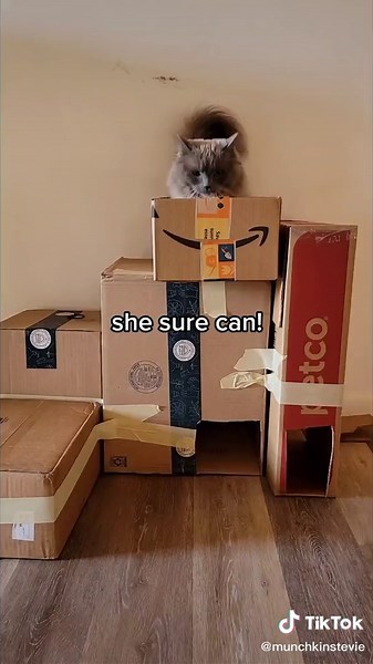 What else do you want to know❓ #catfacts #cutestcatontiktik #munchkinbaby