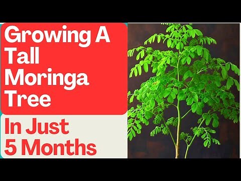 Moringa Tree Fast Growth: From Seed to Tall Tree in 5 Months!