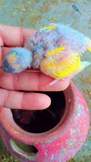 Australian budgies parrot #trending #shorts #world