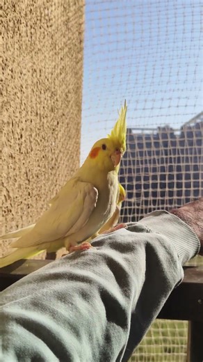 #birds #talkingparot #lovebird #cockatiel #parrot #talkingbird #pets #birdsong #birdsounds #bird