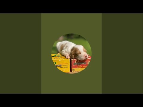 Hilltop Dog Puppy Training Kennel is live!