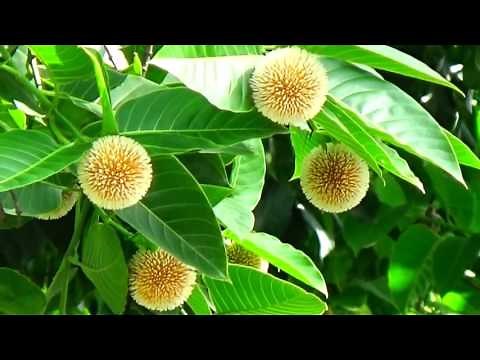 Nature's Gift & Lord Krishna's Favourite Beautiful Kadam Flower Tree (Neolamarckia Cadamba)