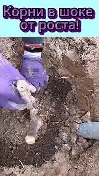 Don't plant grapes until you watch this 🍇 #grapes #mistakes #garden