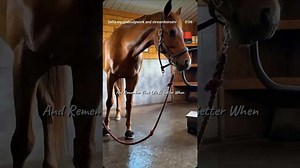 streamhorse: equine bodywork: slowing down for horse wellness