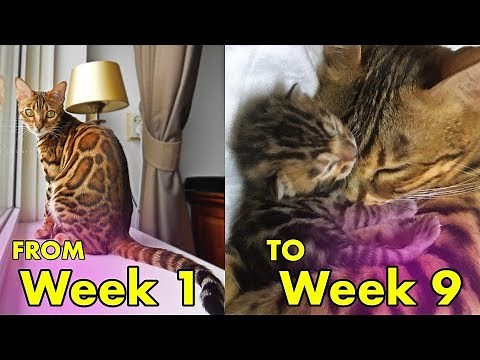 Pregnant Bengal Cat from week 1 to week 9 - Cat Full Pregnancy
