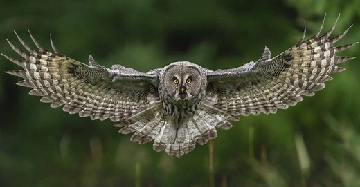 Top 8 Rare Silver Animals