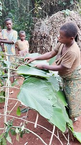 1.6M views · 10K reactions | Construcción de las casas ecológicas de las familias Baka. #inspirationofafrica | Quim Fàbregas - Fotografía y Viajes. | Facebook