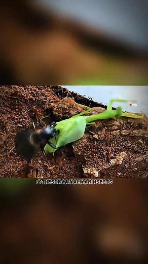 155K views · 3K reactions | When the hunter becomes the hunted ️聯 Who do you think will win this wild face-off?  #WildLife #NatureBattle #InsectWorld #ViralVideo | The Survival war Insects | Facebook
