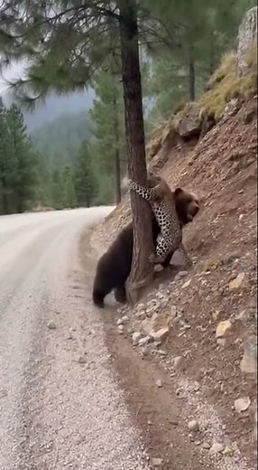 🐻 Bear vs Leopard Road Battle - Nature's Ultimate Showdown!