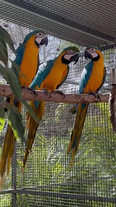 82K views · 10K reactions | How awesome is Abb.. totally safe and likes the babies.. a bit excited atm but this is going great! I hated to see her lonely. Abby has only ever known lots of love and kindness since she hatched almost 6 years ago.. she will be nice to them too! The little kids liked her straight away.. they must have needed a grown up to feel a bit more secure. So proud of you Abb 殺 Very happy Mumma here!殺 | Macaws And More | Facebook