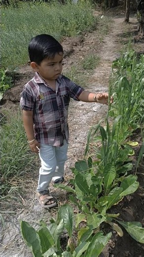 વાડી ની ટુટી ☘️ દેશ ખેડૂત પુત્ર ☘️ #ખેડૂત #shorts #status #shorts #viral #trending #comedy #short