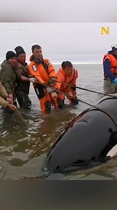 Stranded Orca Saved Just in Time 👏 | Newsner.com