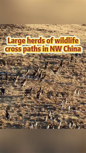 In northwest China's Gansu, a photography enthusiast captured a breathtaking scene in which herds of deer and blue sheep unexpectedly shared the frame. Nestled at the northern foot of the Qilian Mountains, the ranch is one of the world's oldest. | Xinhua Culture&Travel