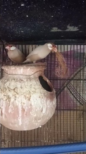 Fawn Java pair