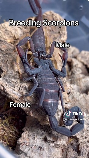 Understanding Scorpion Breeding Techniques