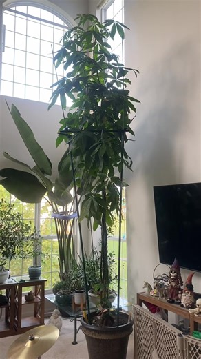 Our Braided Money Tree has grown 13 feet in two years!!! 😳 Good thing we have high ceilings!!! #moneytrees #moneytree #plants #plantslover #plantslovers #tree #trees #indoorplants #indoorplant #indoorplantstruggles #jackandthebeanstalk #highceilings #growbabygrow #tothesky #giant #tall #tallplant #howhighcanyougo #howhigh #vegetation #vegetationmanagement #lumberjack #ladder #ladders #tothemoon