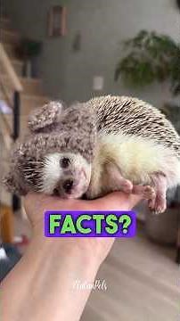 Zlatan facts about Hedgehogs 🦔 #hedgehog #hedgehogs #pets