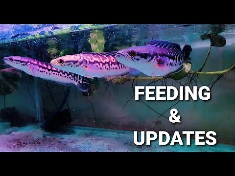 Giant Snakehead Fish | Channa micropeltes Feeding & Updates