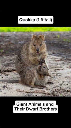 Giant vs Dwarf: Kangaroos & Deer (Same Family, Extreme Sizes)