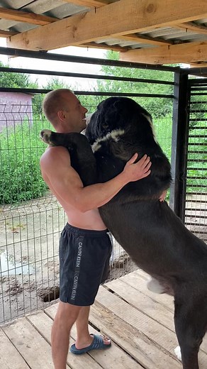 Топ рекомендации по любви к алабаю