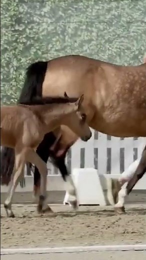 Ein zuckersüßes Ponymodell in seltener Traumfarbe für die Zukunft! ✨