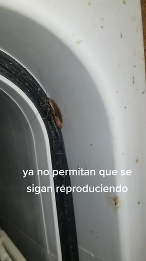 #pest #fumigacion #exterminator #pestcontrol #vidasana