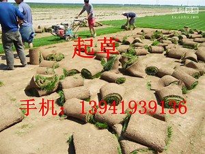 辽阳草坪 辽阳草坪价格 辽阳草坪批发 辽阳草坪基地