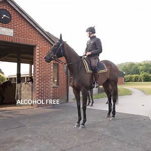 🗣️ "The most important horse in my career" Alcohol Free has been a star for Andrew Balding and he feels the four time Group 1 winner ticks every box ahead of selling at the Tattersalls December Mares Sale. 🥇 July Cup 🥇 Sussex Stakes 🥇 Coronation Stakes 🥇 Cheveley Park | Tattersalls
