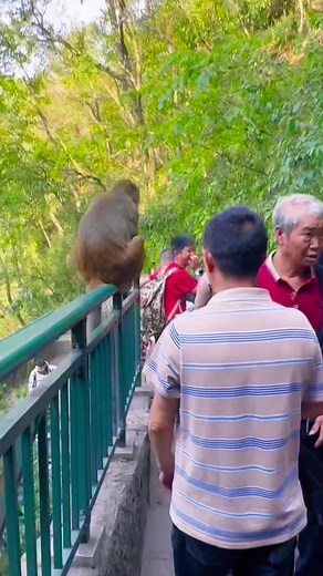 Funny Monkey Videos That Will Make You Laugh