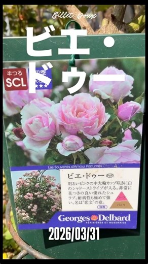 ビエ・ドゥー Billet Doux⠀⠀2026年3月31日デルバールdelbardのシュラブ・ローズ。フランスのバラ。French rose⠀⠀フランスの名門デルバール社