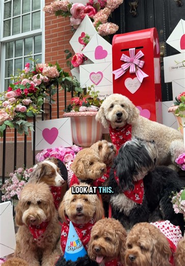 Puppy Party Celebration in NYC