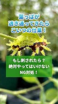 イラガにもし刺されたら？絶対やってはいけないNG対処！ #バラ #無農薬栽培