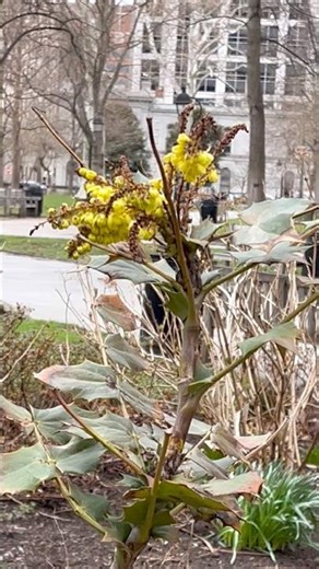 🌼 | A Beautiful Spring View