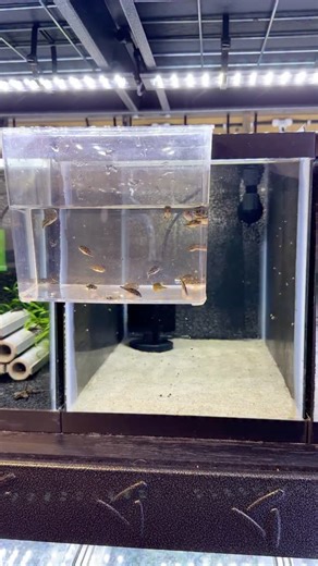 New Year, New Pea Puffer Breeding Tank! 🎉 #pufferfish #fishbreeding #aquariumhobby #nanofish #dakuaquatics | Daku Aquatics