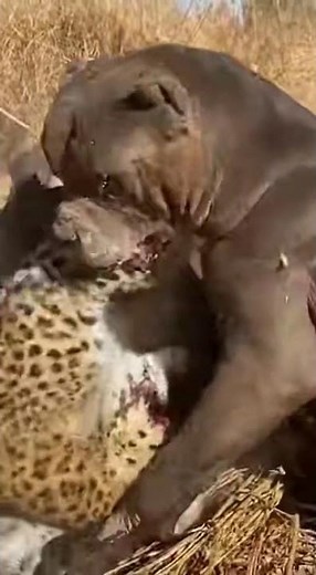 PITBULL VS LEOPARD: BRUTAL Street Fight! 🤯 (Dog Attacked Wild Animal)